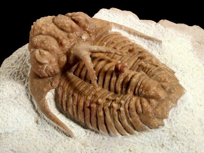 Spectacular Russian Trilobite Hoplolichoides #477